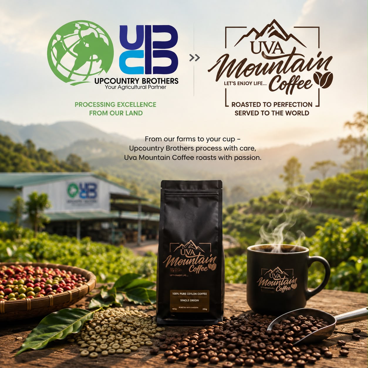 Coffee plantation