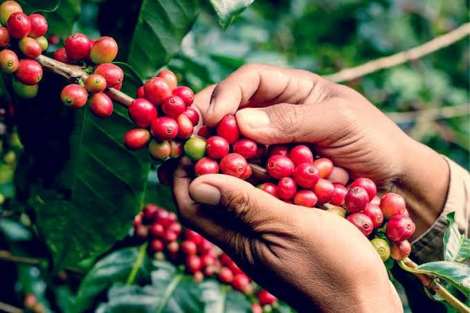 Meet the Farmers Behind Your Coffee