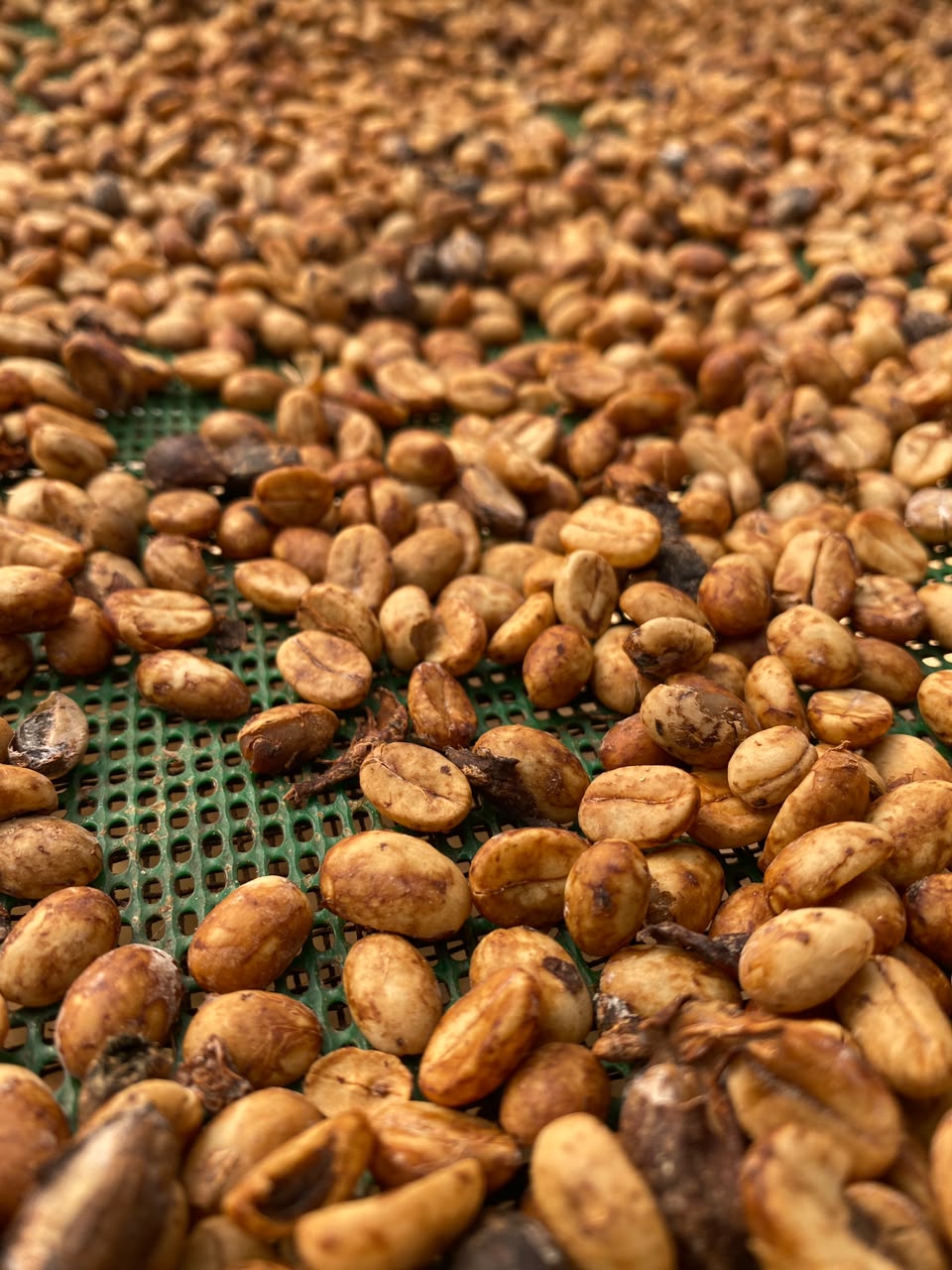 Honey Process